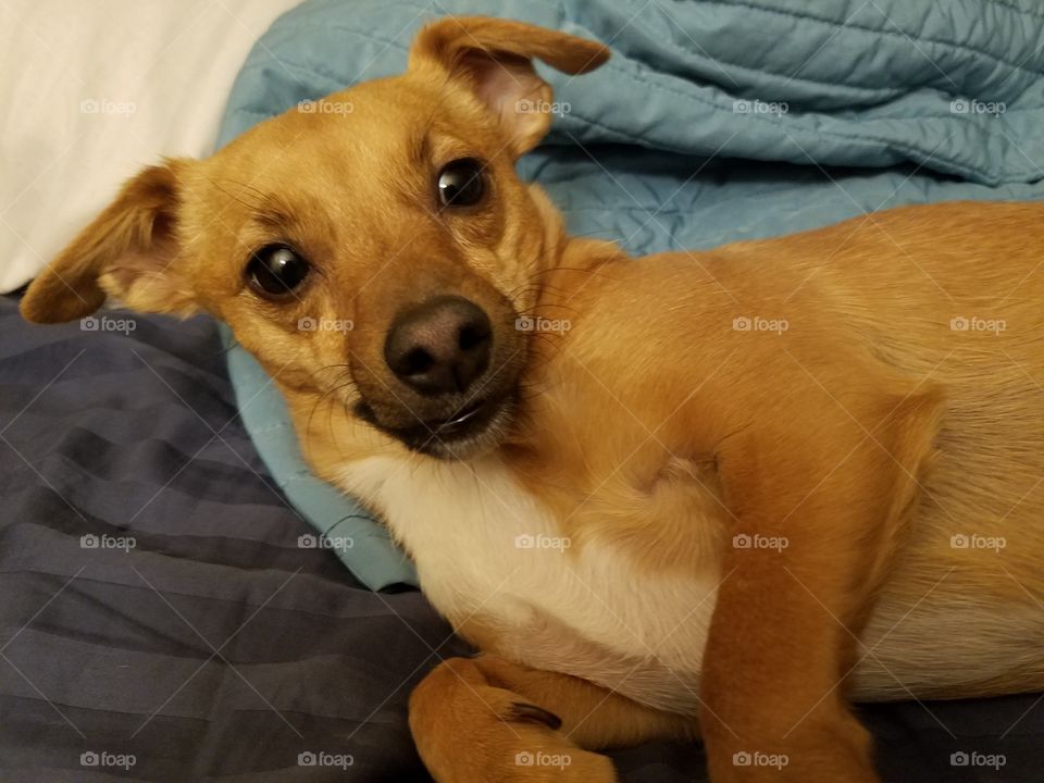 cute dog lying on side looking at you