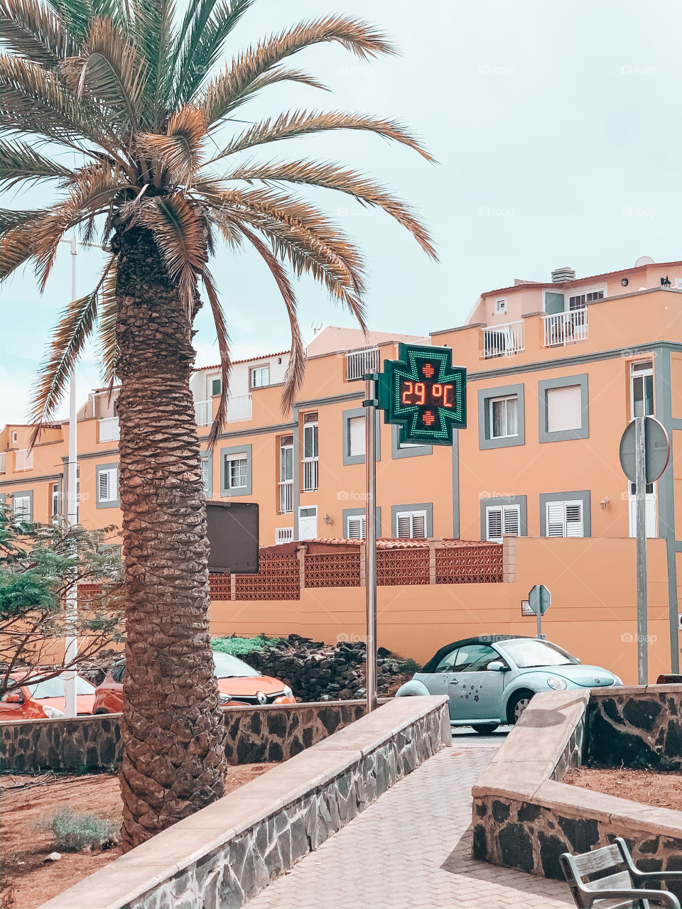 Shoot of a palm tree on street 