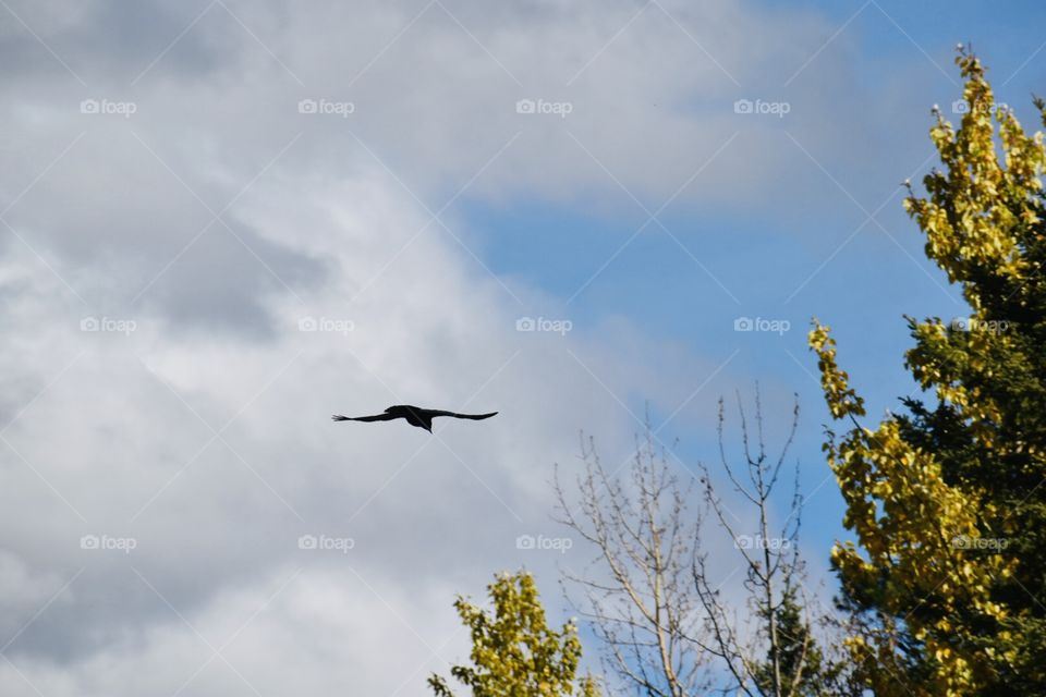 Crow flying in autumn 