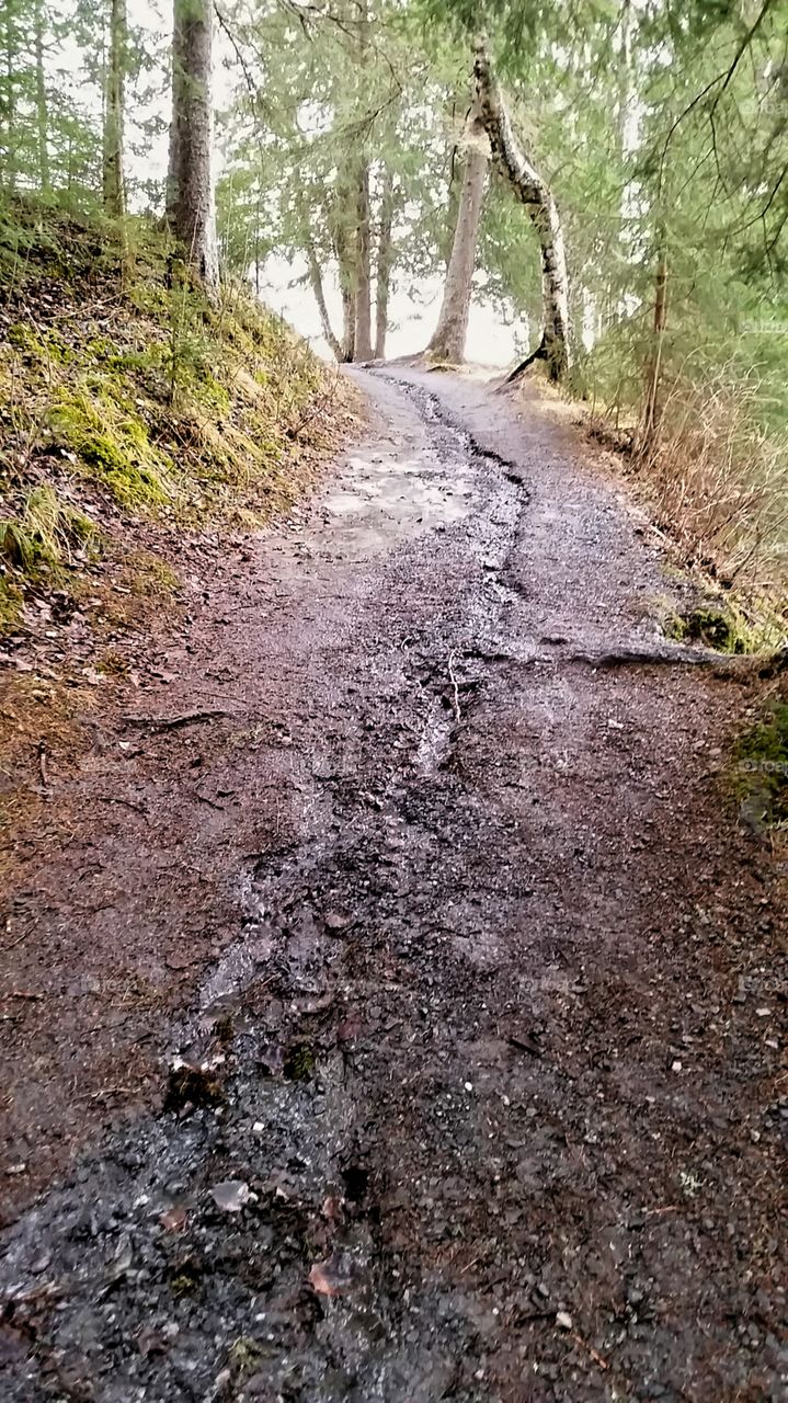 To the woods!. The path to "Ristafallet" in Sweden