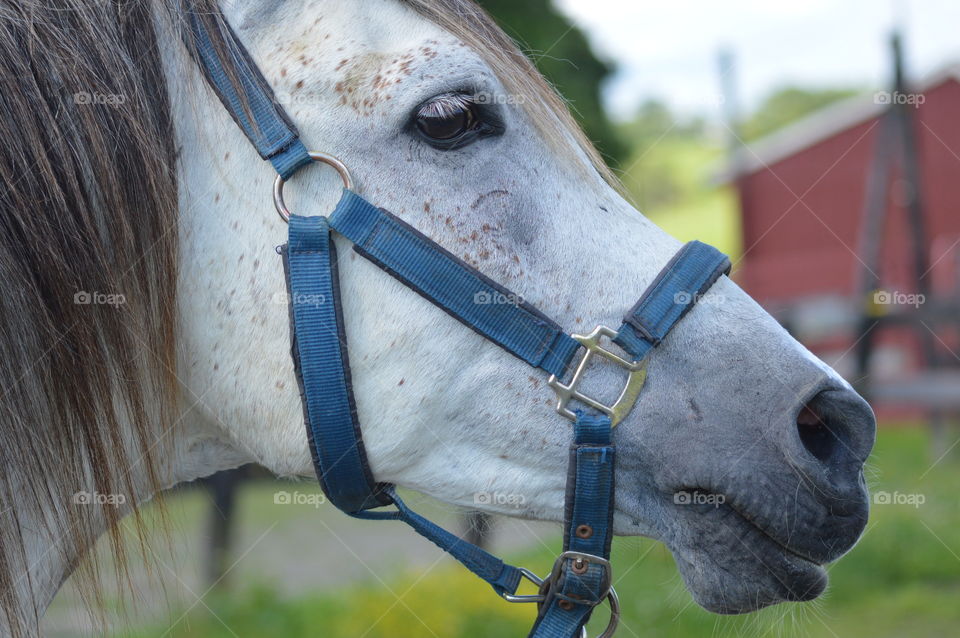 Majestic Horse 
