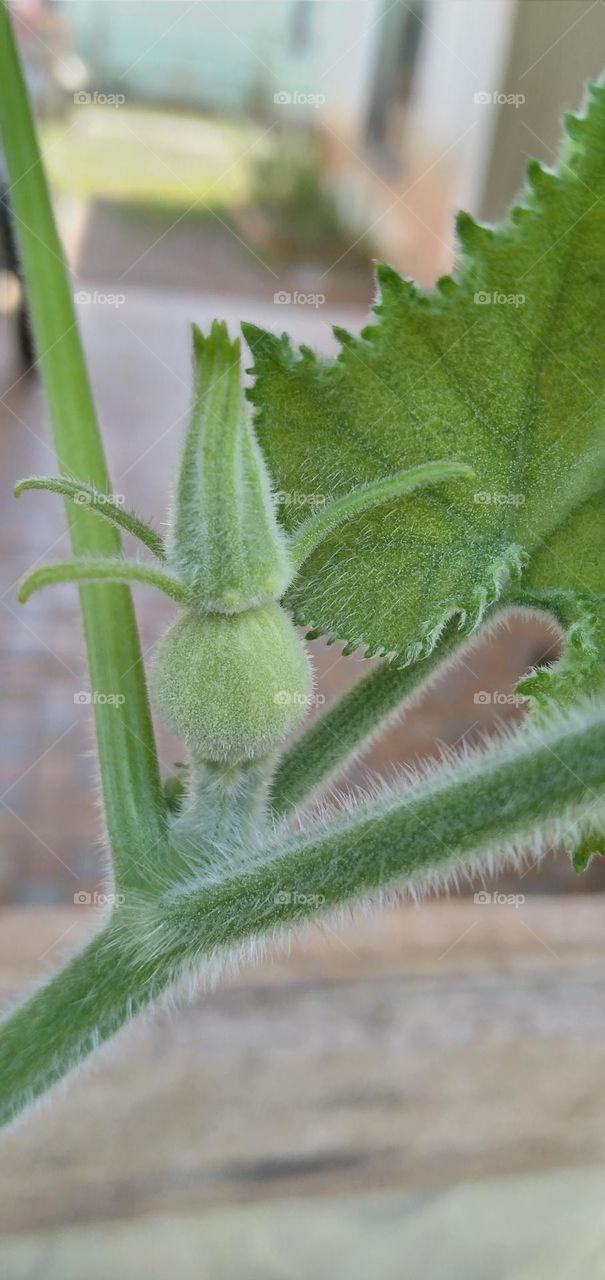 pumpkin pistil

￼