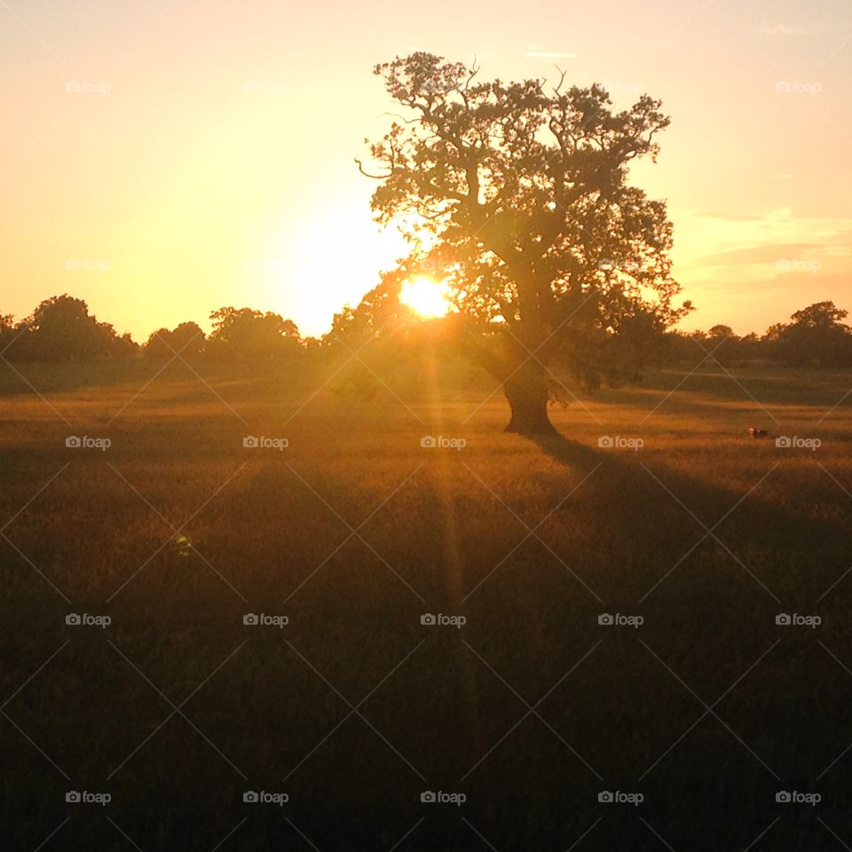 Windsor long walk. I did it on late summer evening at sunset. I need to say now I know why its called long walk. It took me much longer than I expected to walk it down and back