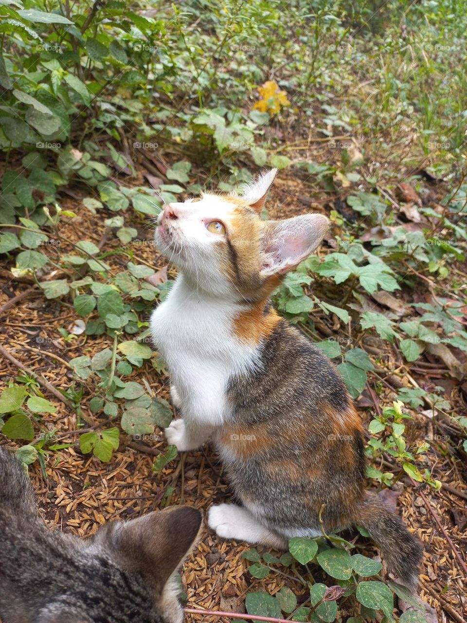 The cute kitten is in the grass garden