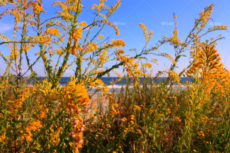 Fall at the beach