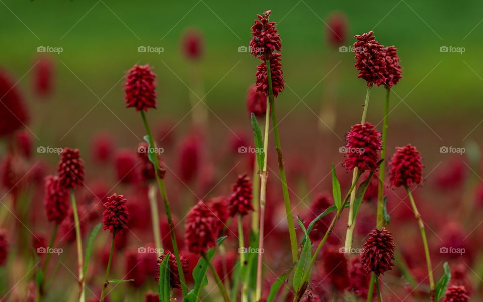 field of red flowers