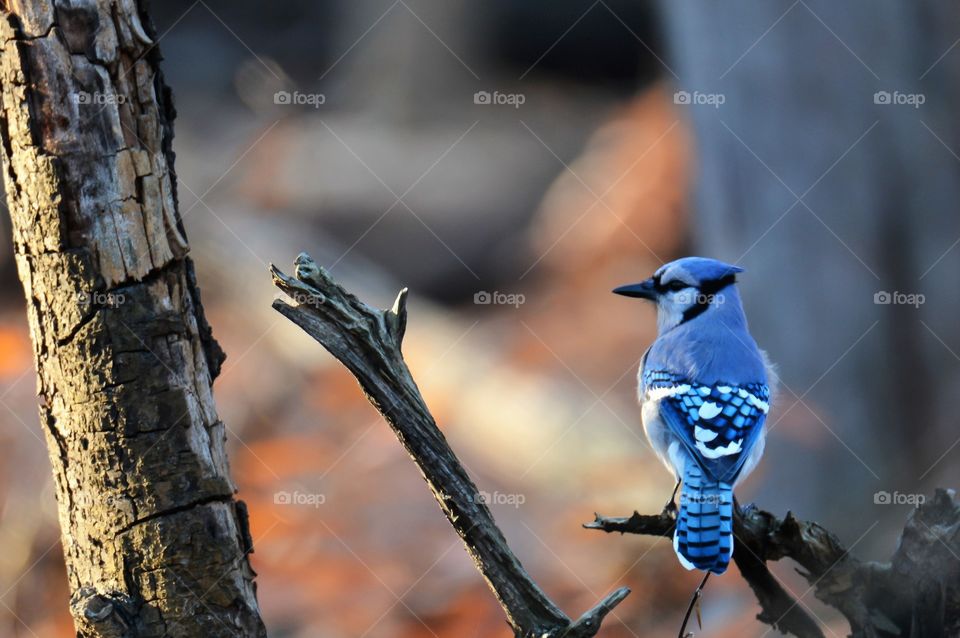 High angle view of blue jay