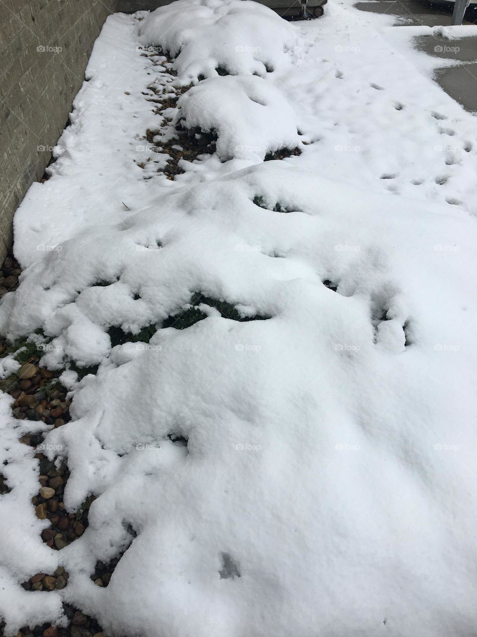 Thick white heavy snow fell on these bushes, which you can’t tell are green bushes, but they are…