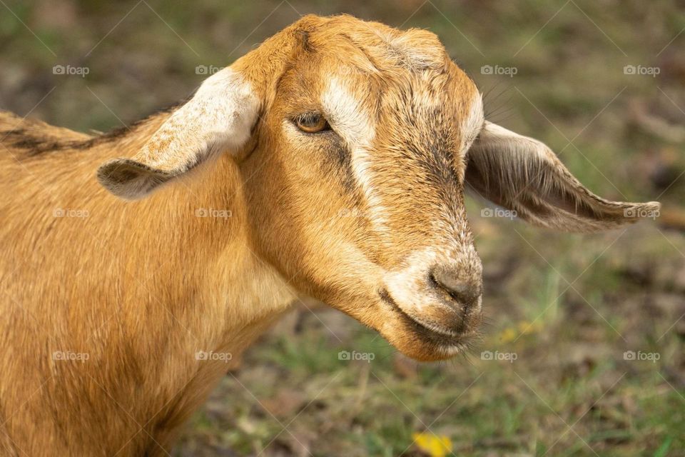 My Pet Goat