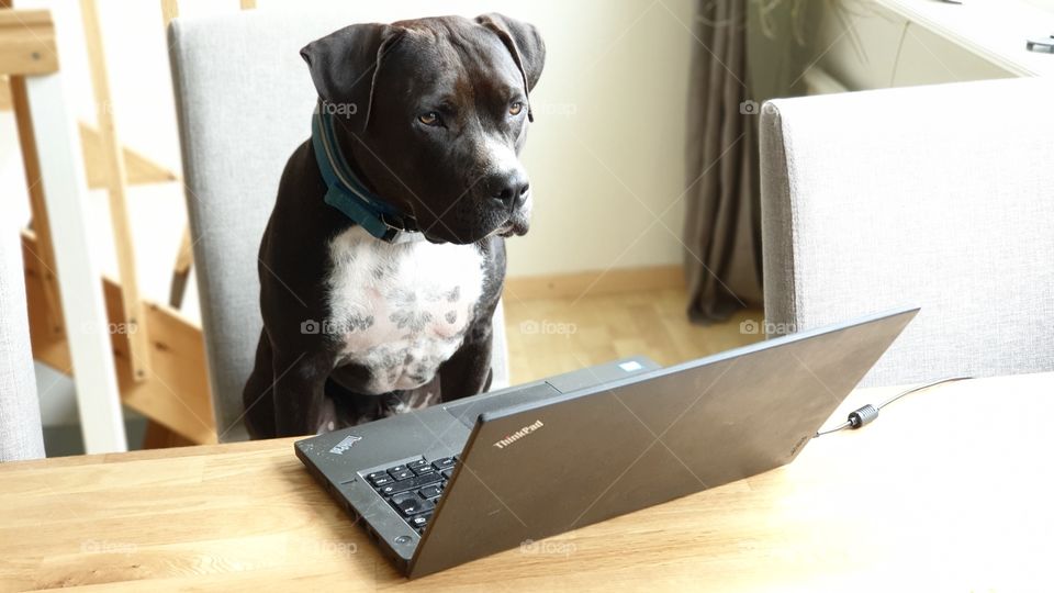 Dog working on the laptop 