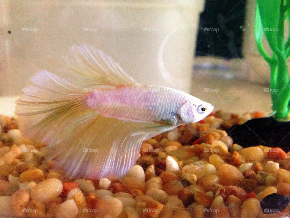 My new betta "cheese roll" 