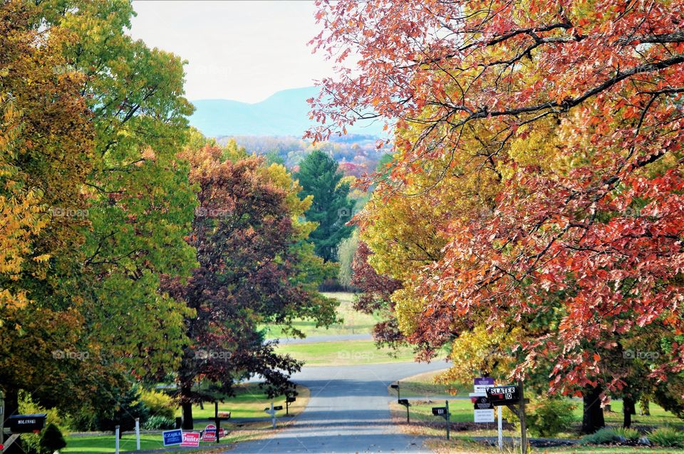 Fall Foliage 