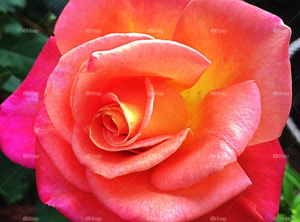 Beautiful rose 