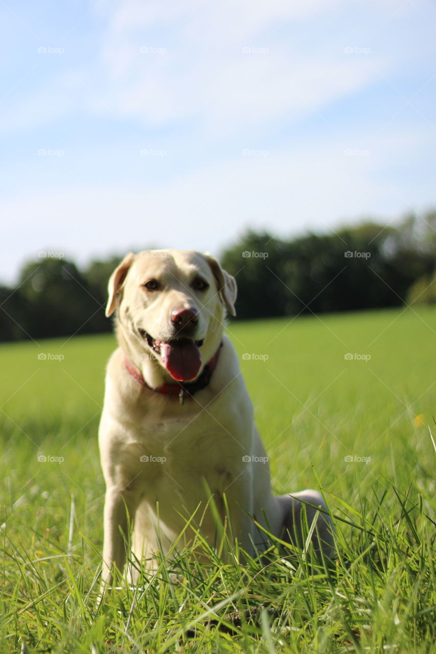 White dog sticking out his tongue