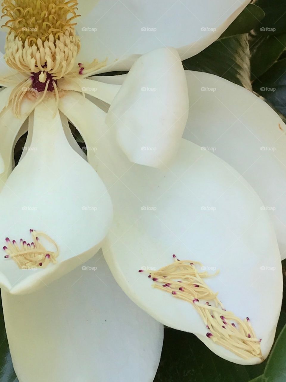 Magnolia petals