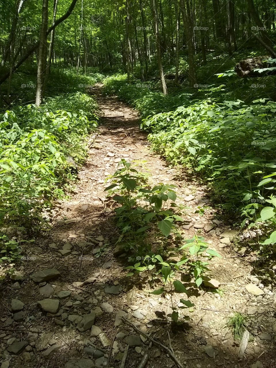 Path leading to opportunity