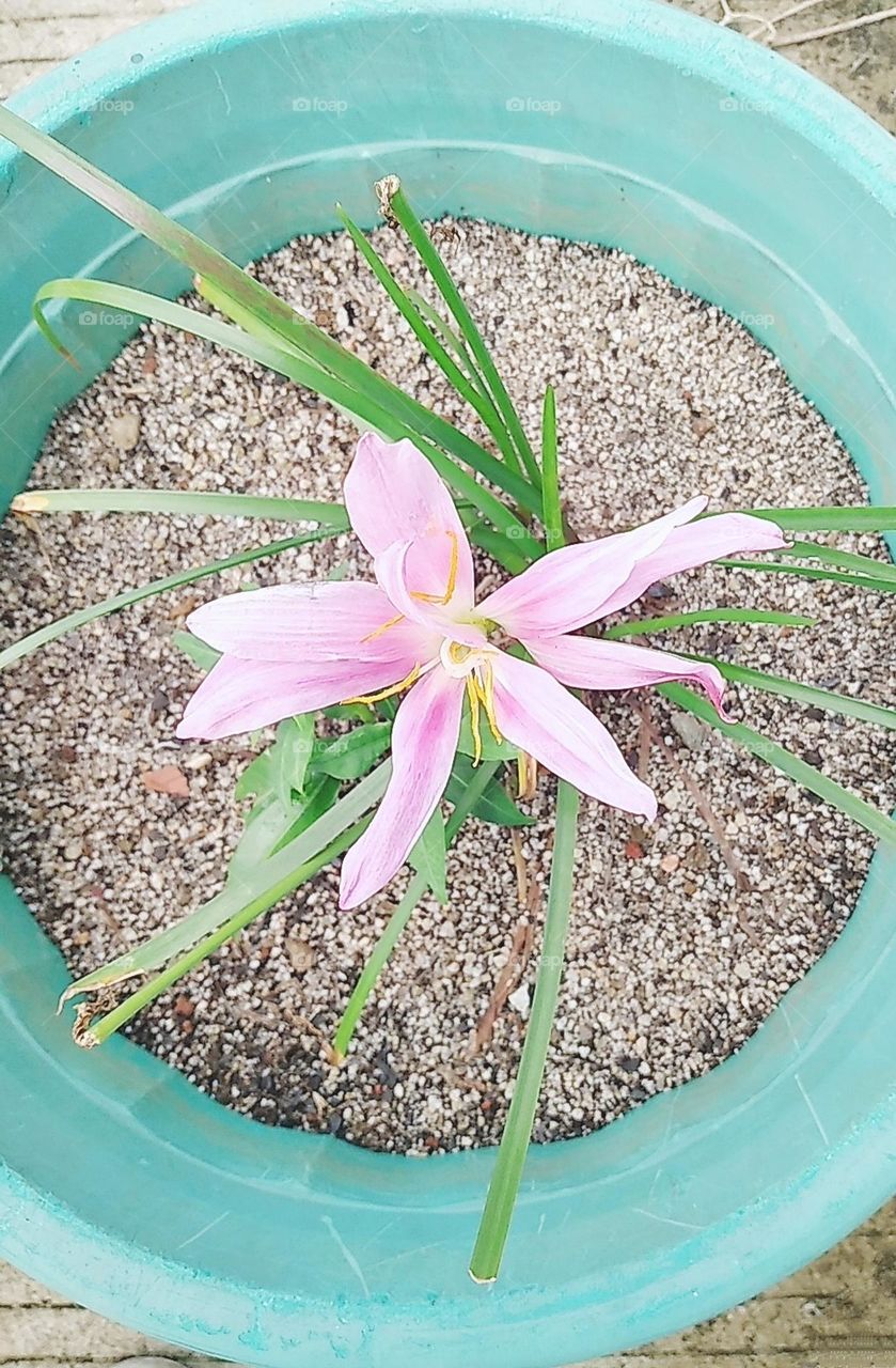 Light purple flower plants in the pot