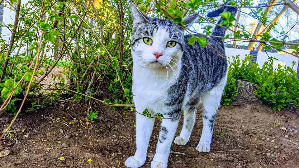 Charlie Boy