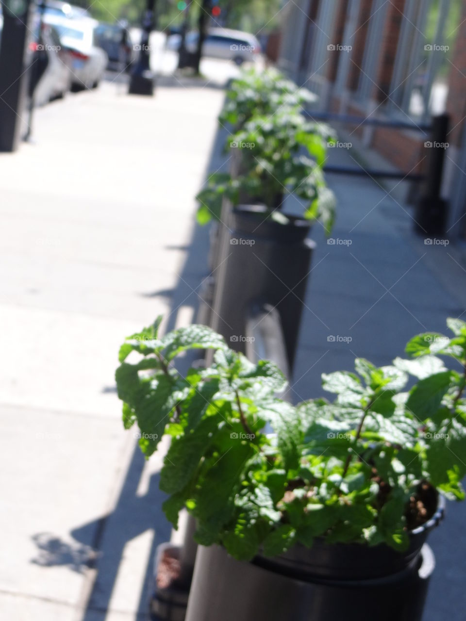 Chicago Pizza. Herbs growing in walkway outside a pizza joint in Chicago