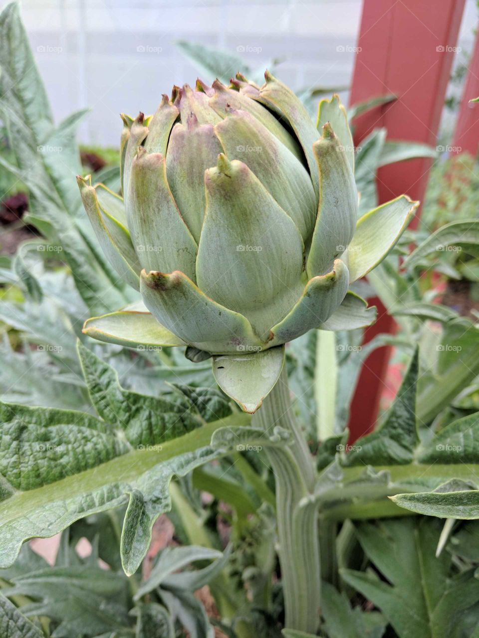 artichoke