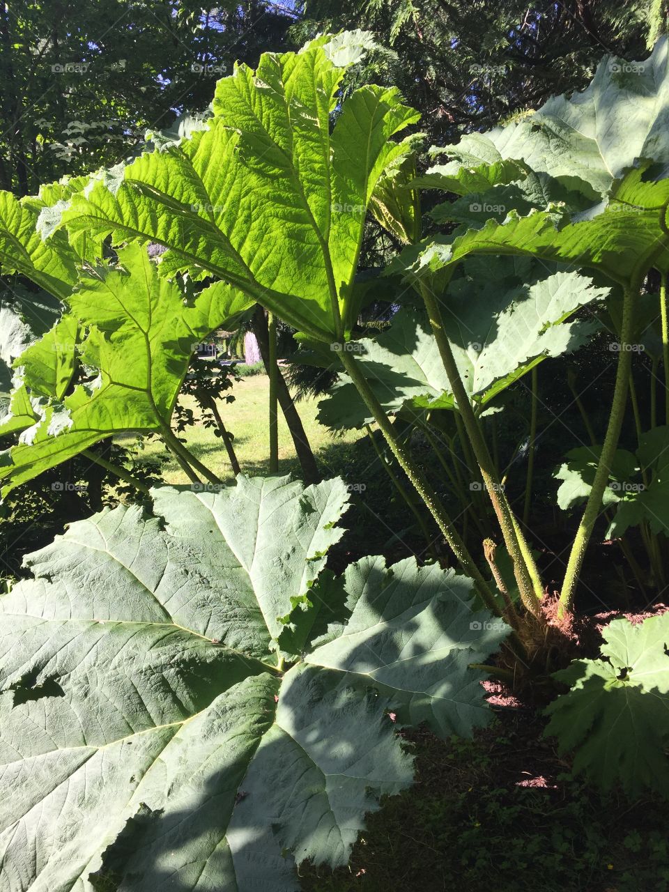 Elephant ear