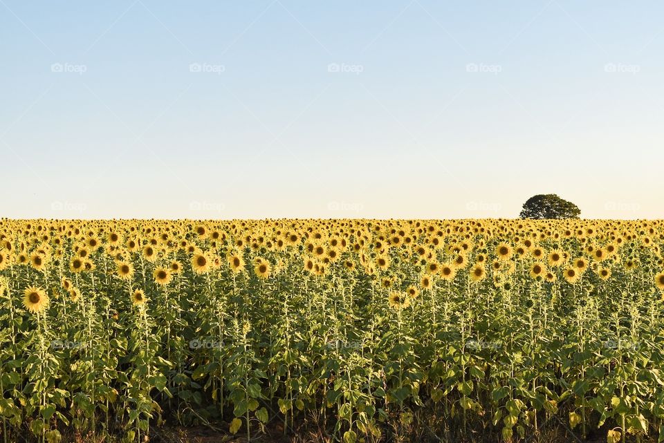 Sunflowers