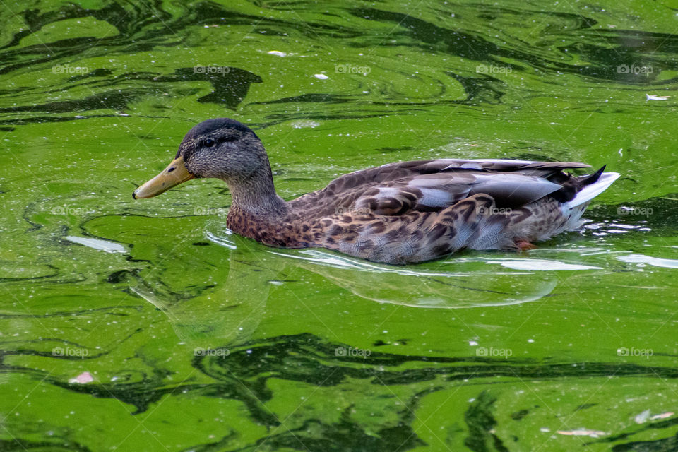 duck at Piedmont Park