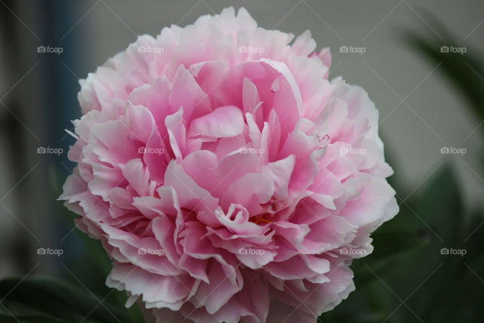fragile,  beautiful,  delicate petals of a peony in its full bloom