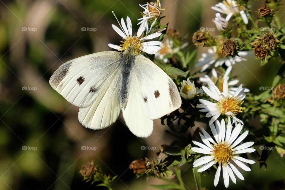 A female cabbage white enjoys the flowers. Raleigh, North Carolina. 