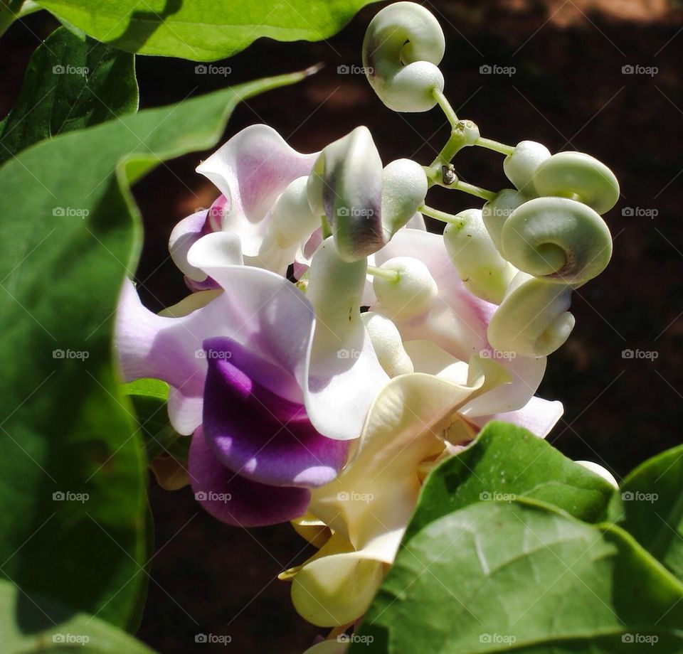 Flowering vine