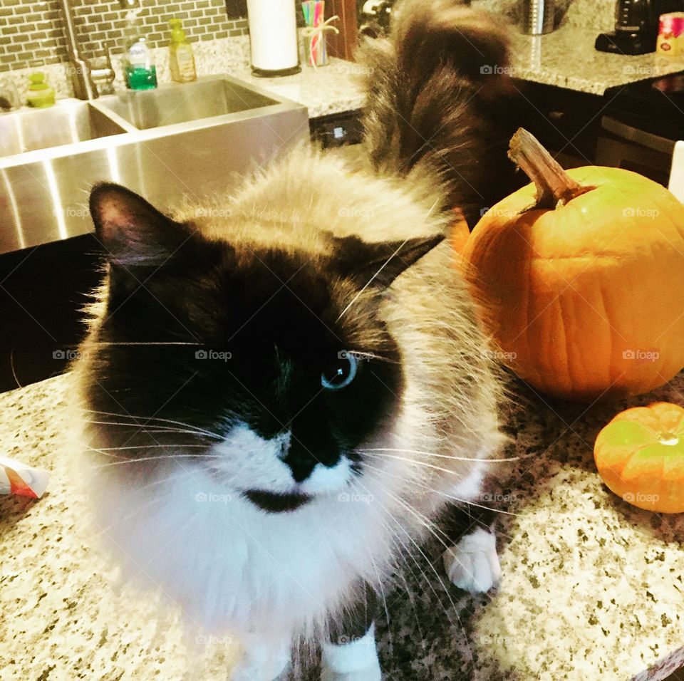 Moby, the one eyed Halloween cat. 