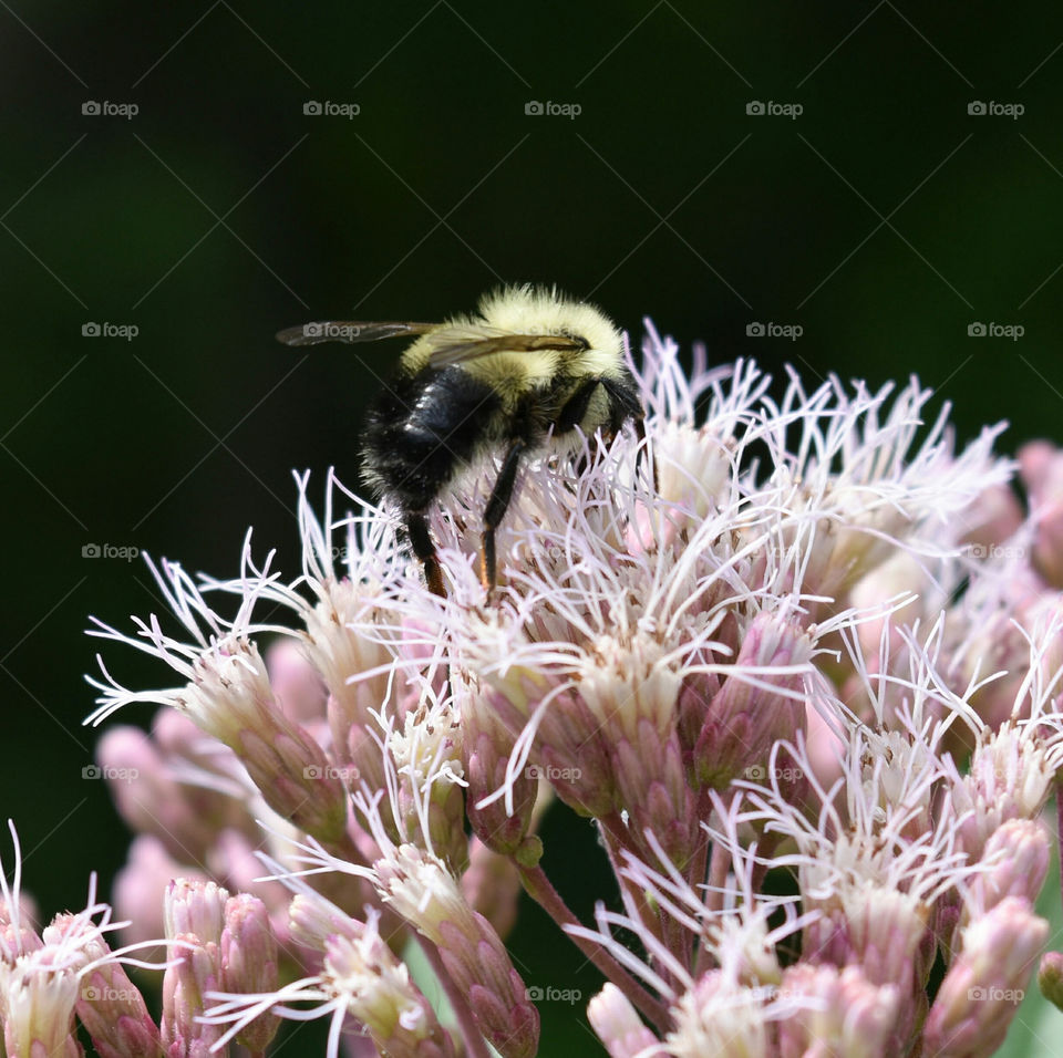 Close up of a bee pollinating a flower