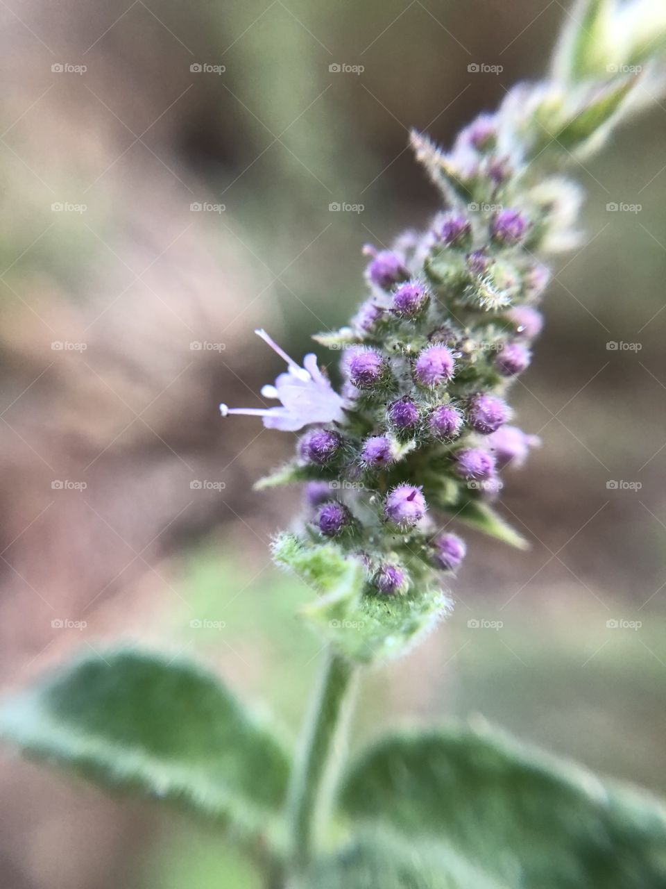 Mint flower