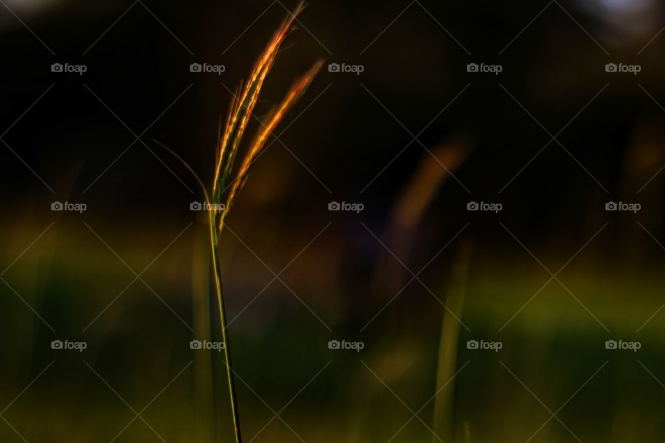 A small light in the nature