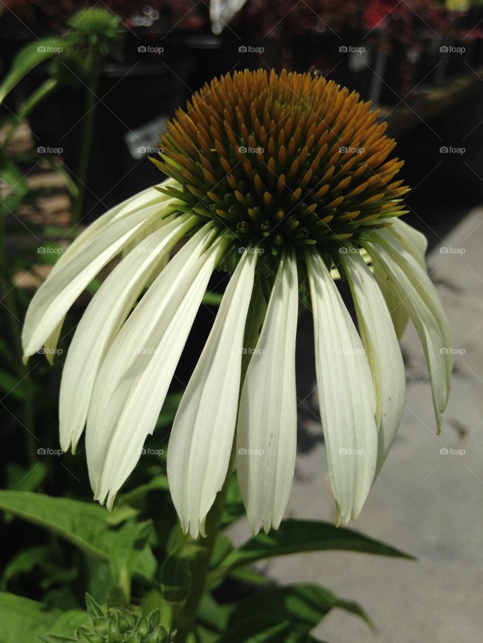 Close-up of white daisy