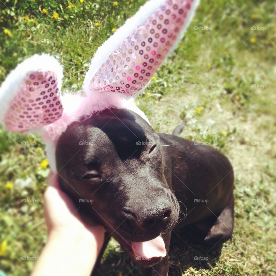 Happy Crossbreed . she ate these ears right after the picture was taken 