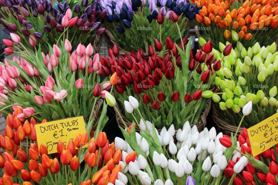 Tulips in the Amsterdam flower market. Red pink orange white flowers