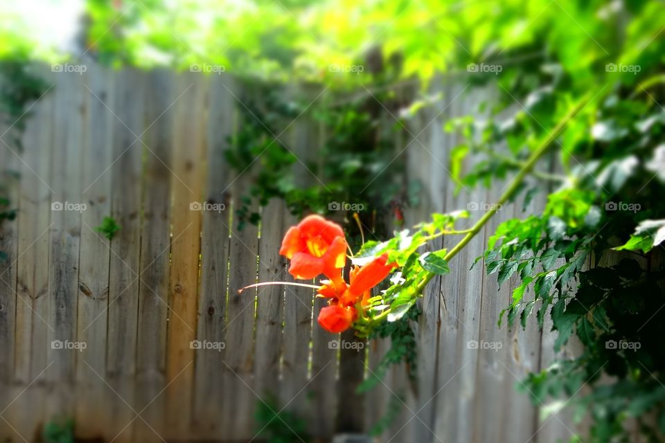 Orange flower blur