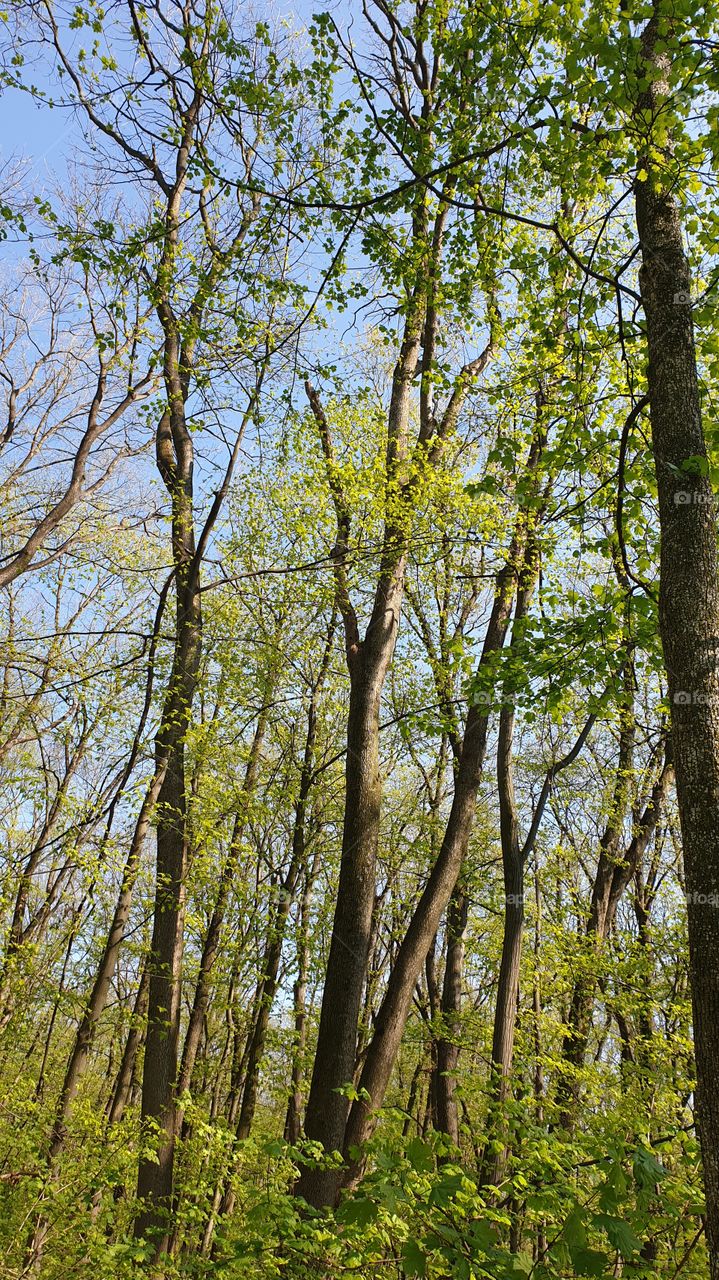 Woods trees