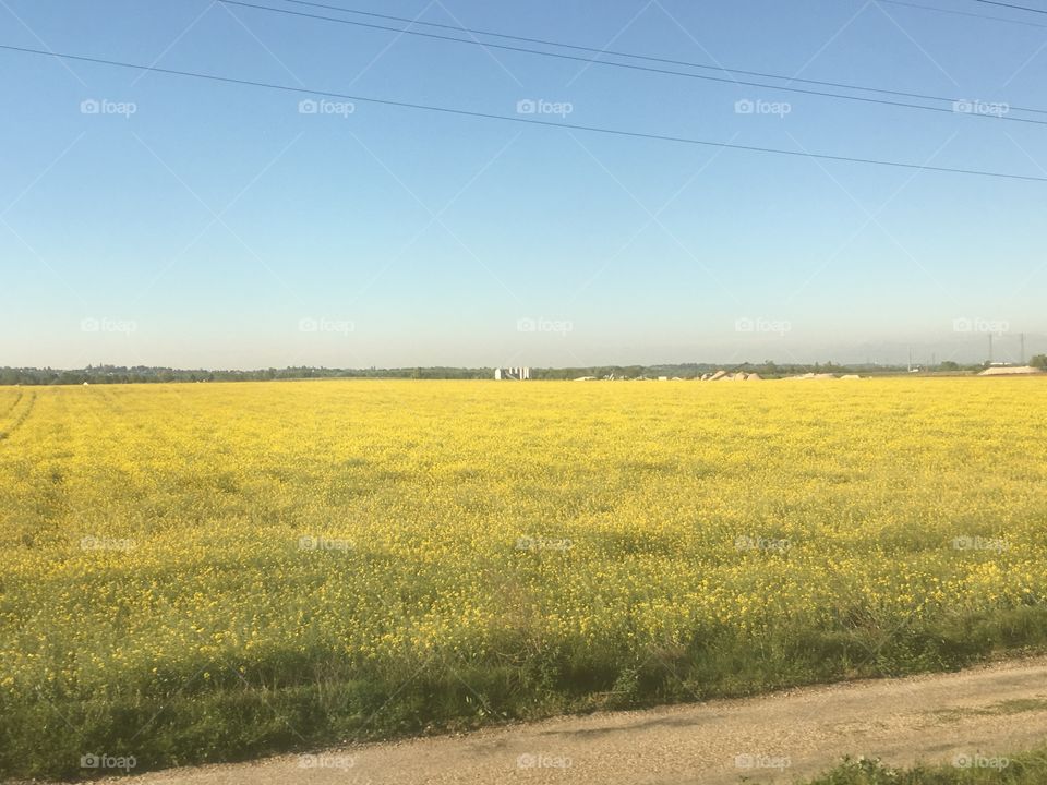 Field of blooming yellow flowers in the French countryside. 