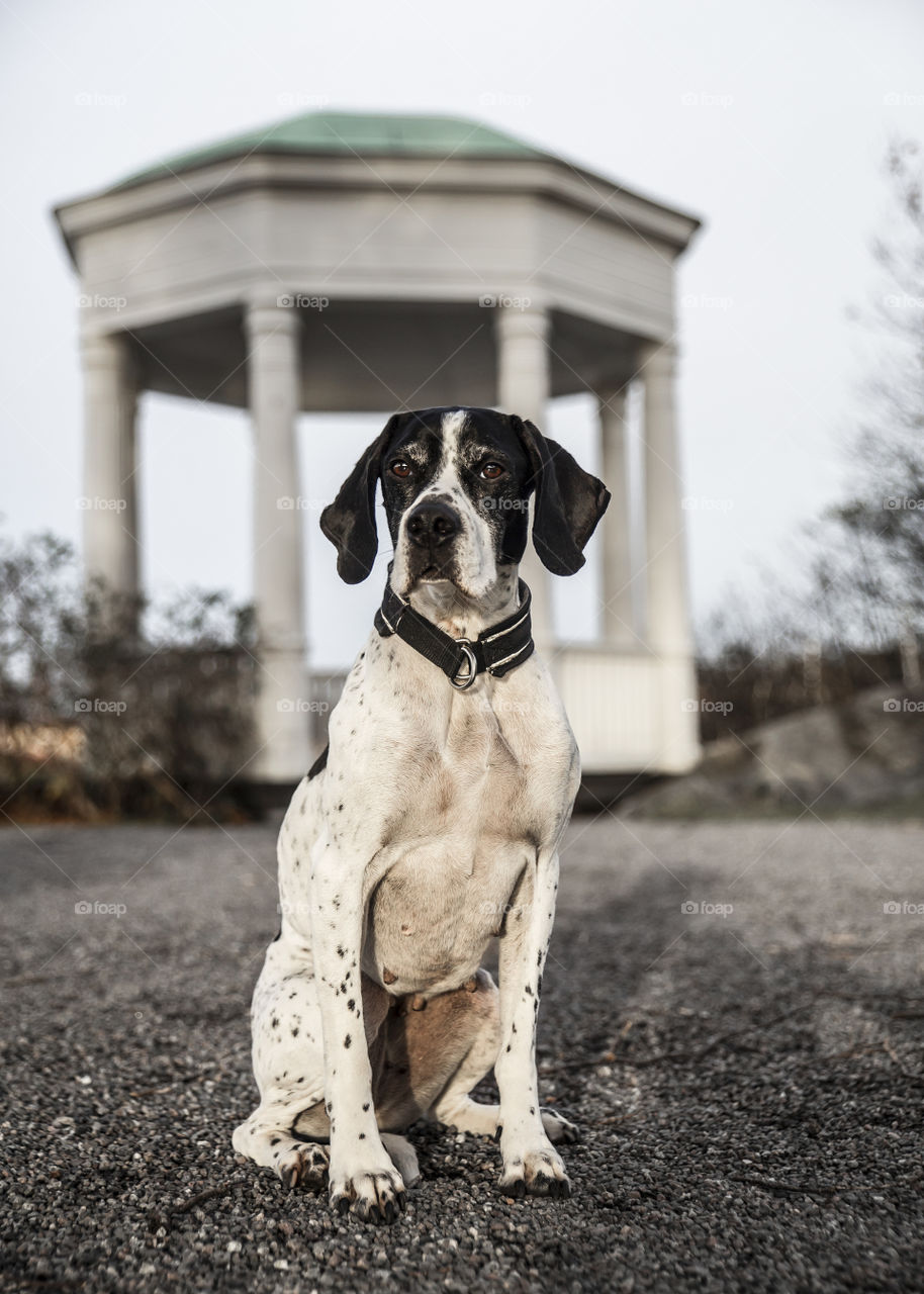 Strong athletic female Pointer dog looking for love next to a fun house outside the hill