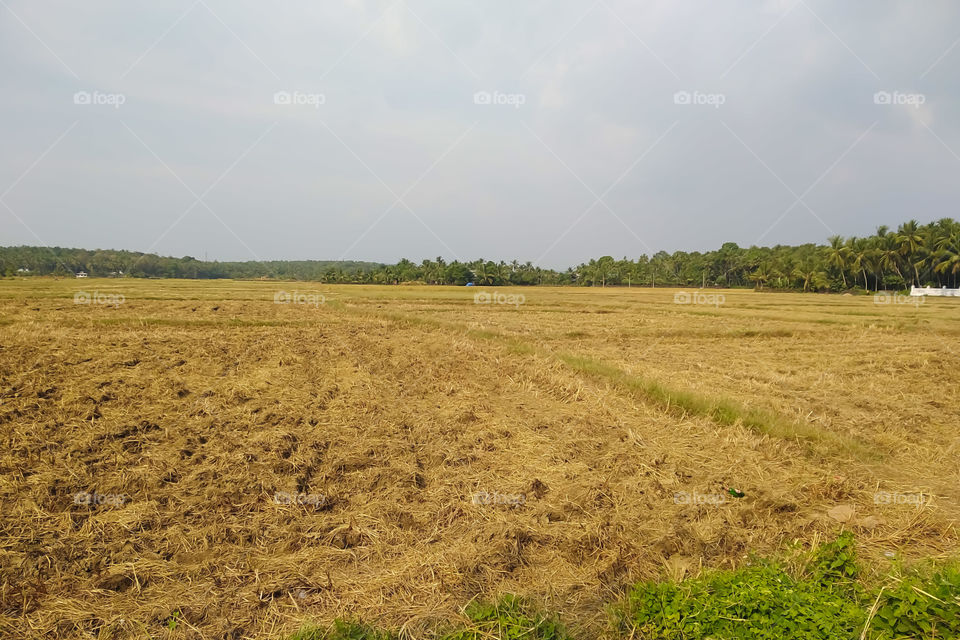 Agriculture Field Kerala India