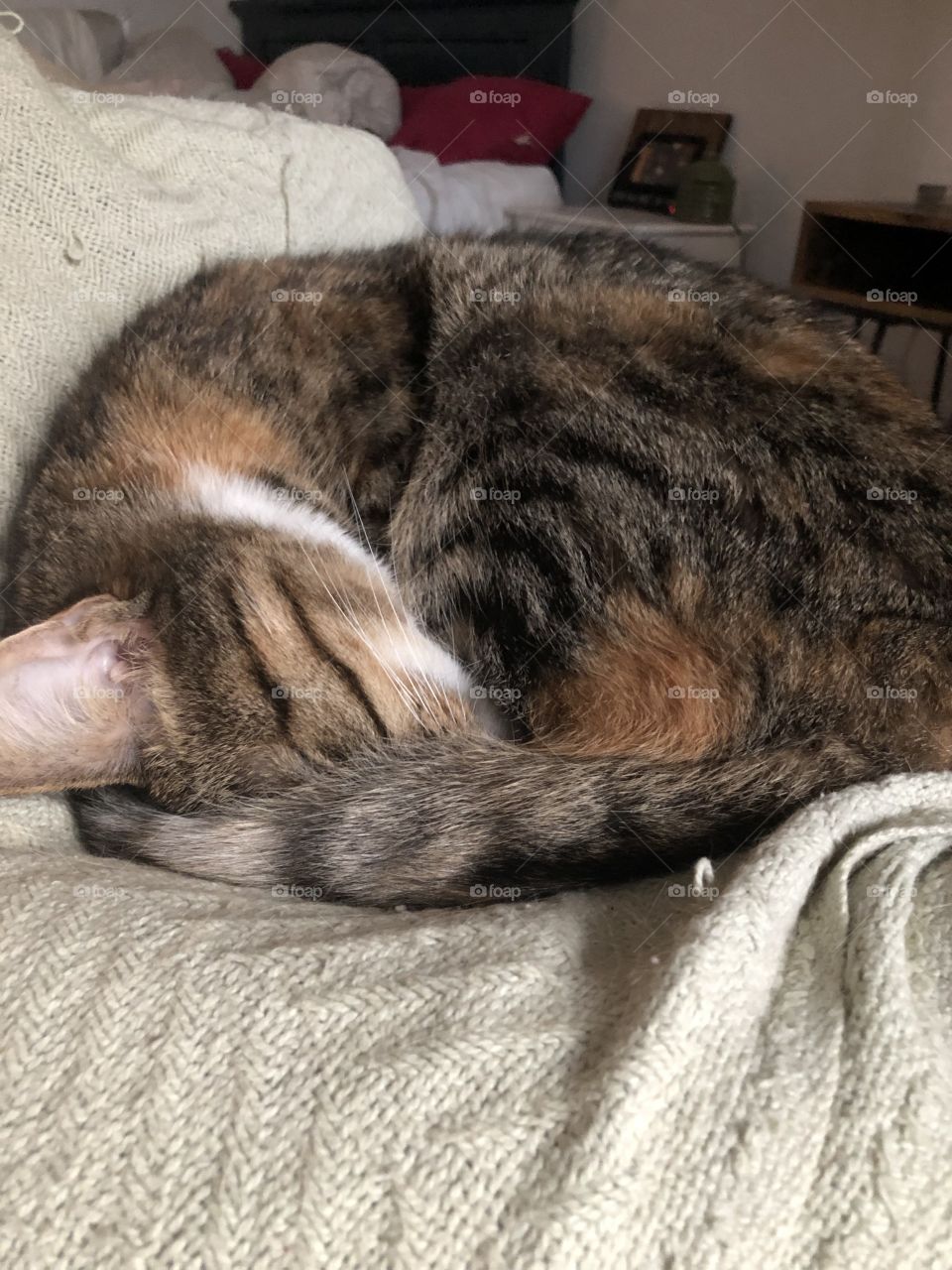 Curled up tight for a warm nap 