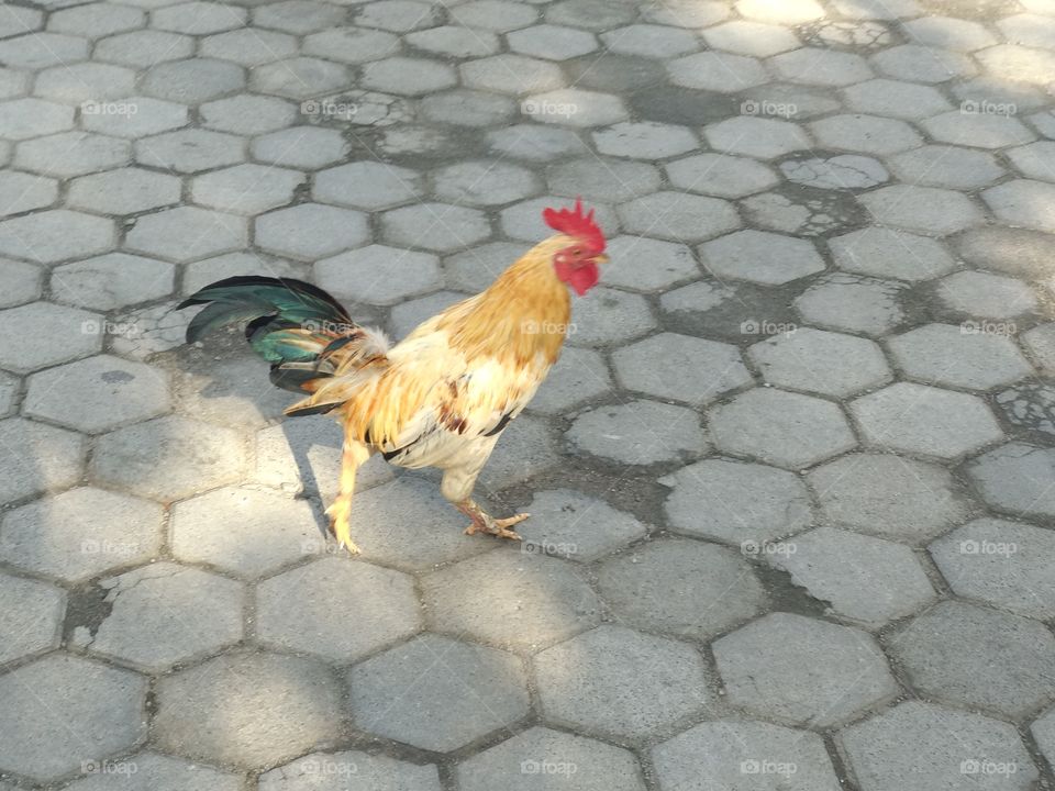 A Rooster On