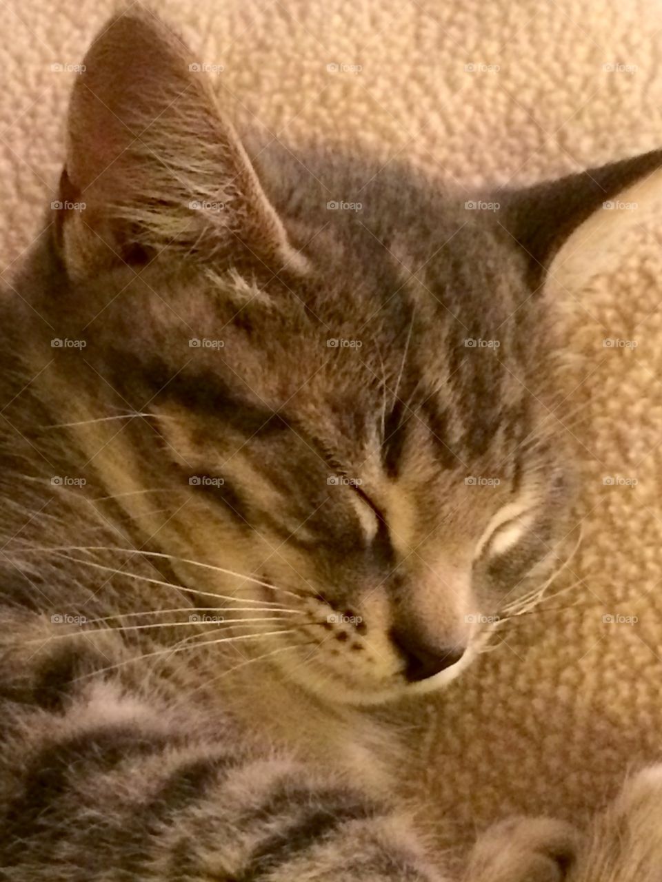 Sleepy Kitty

