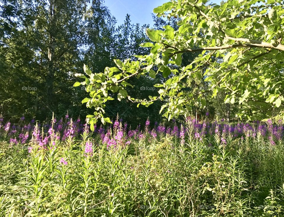 Summer in Sweden