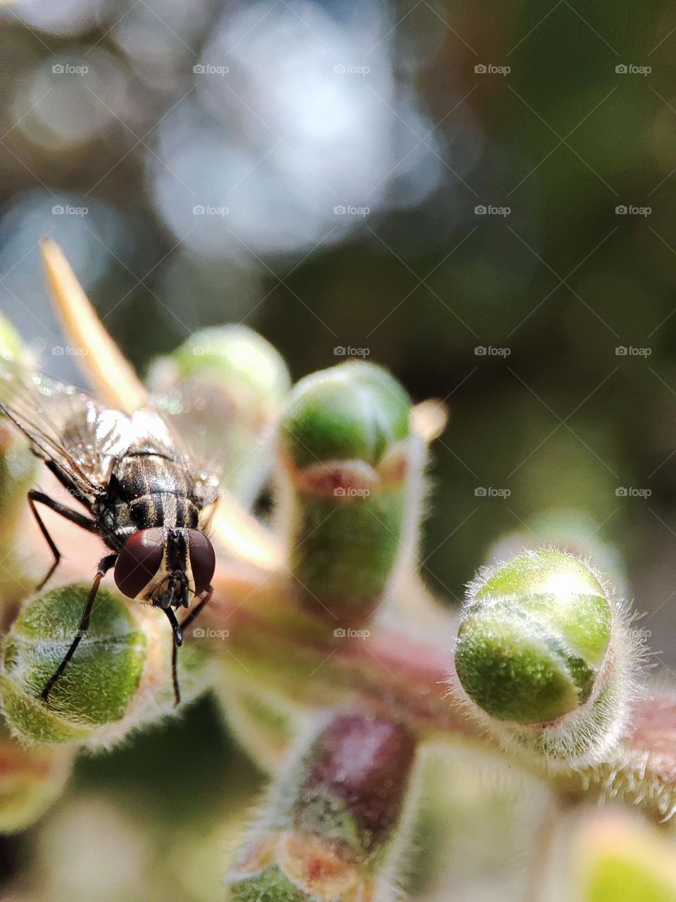 Housefly on a bottlebrush tree