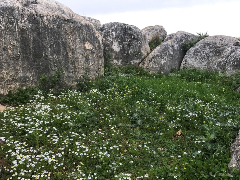 Nature Landscape Wild Flowers in Galilee, Israel. 