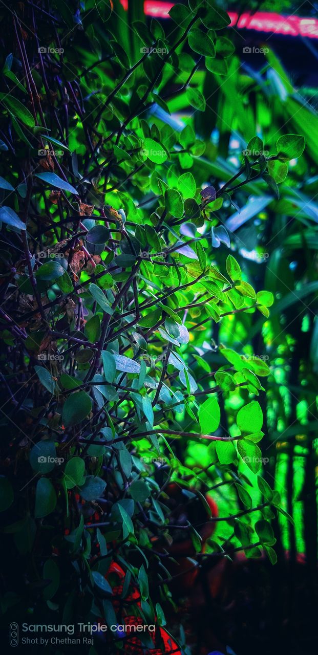 green colour stories