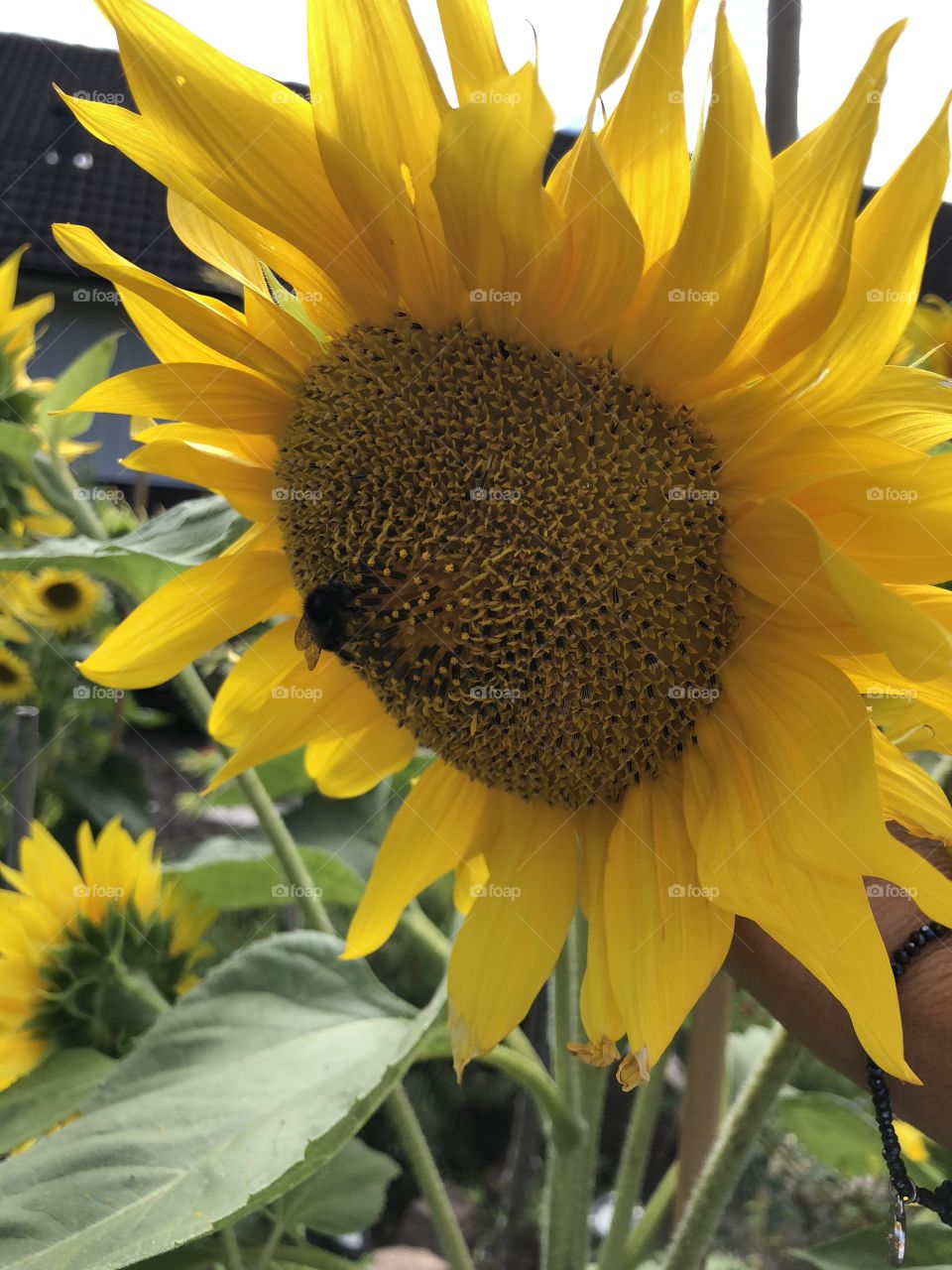 Sunflowers 🌻